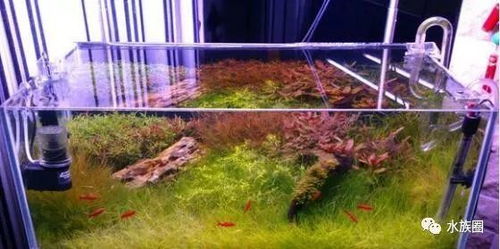 突破常規的靈感 領略另類魚缸水族箱造景的奇妙世界